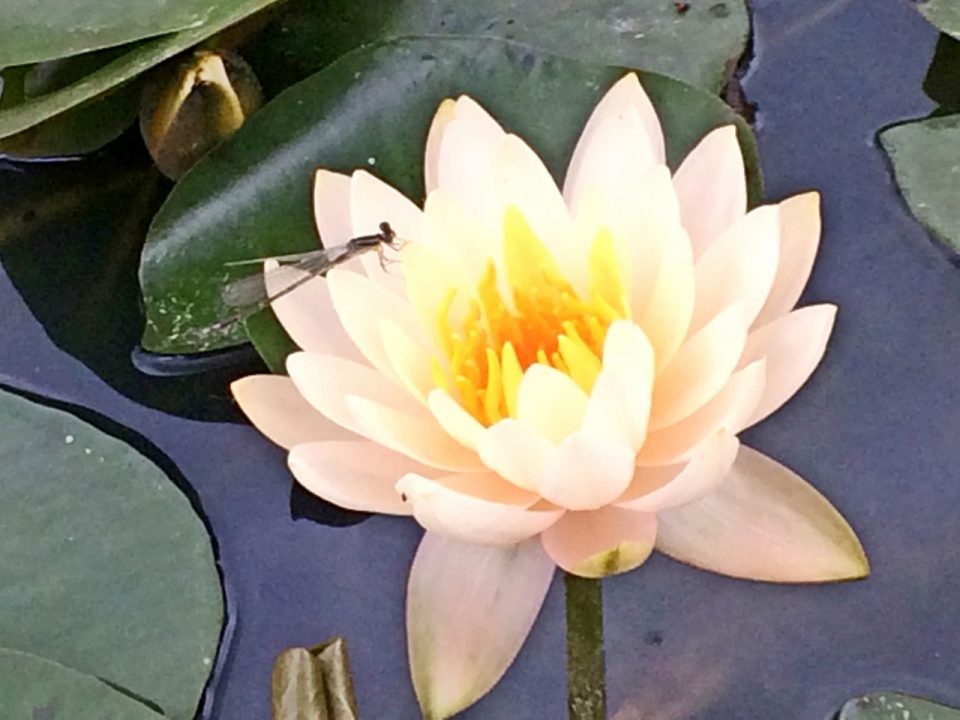 スイレン 広島の日本庭園 自然石庭公園 仙石庭園