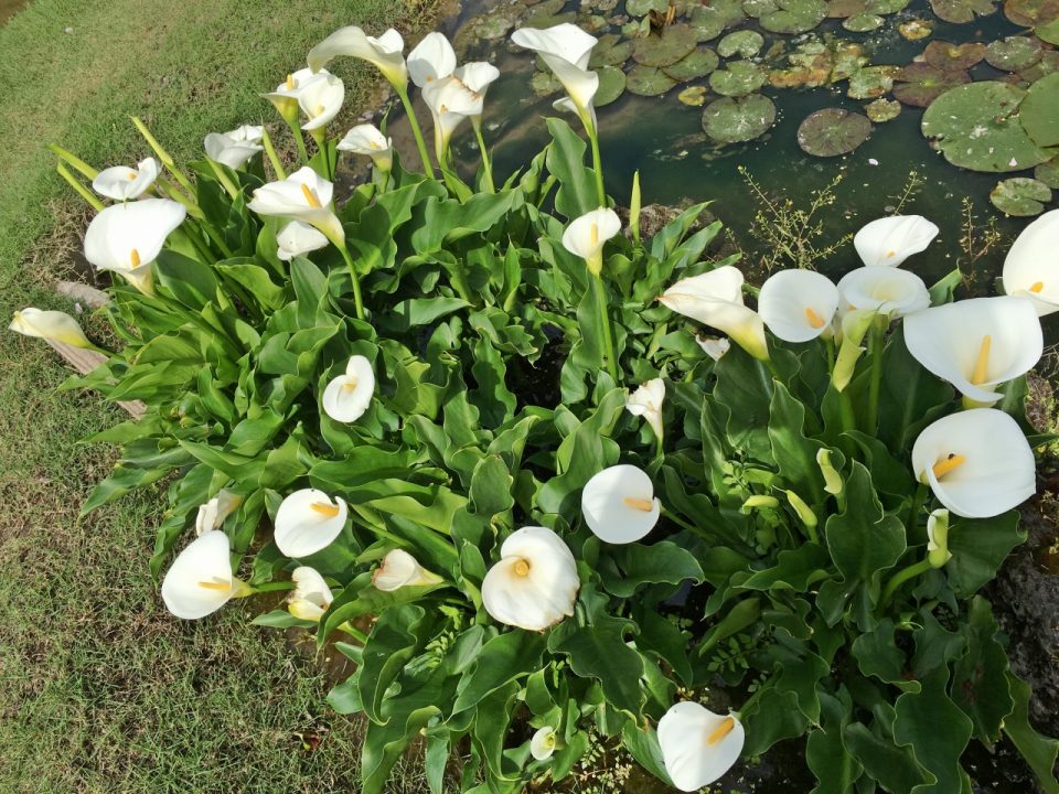 水芭蕉 | 広島の日本庭園・自然石庭公園｜仙石庭園