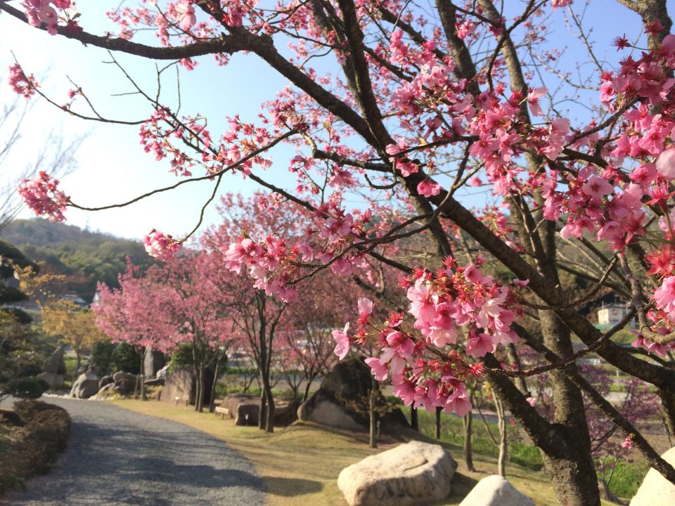 陽光桜 広島の日本庭園 自然石庭公園 仙石庭園